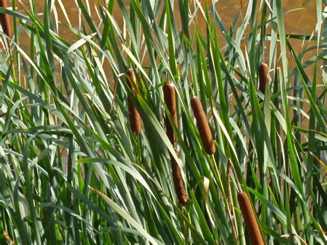 Common Cattail Highly Familiar And Amazingly Versatile Eat The Planet