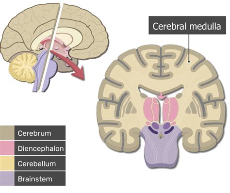 Brain Anatomy Diagram Sagittal