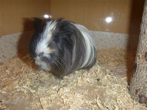 Cy Female Short Hair Sheltie Guinea Pig In Nsw Petrescue