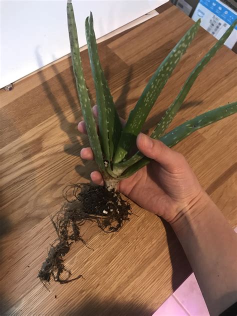 How To Tell If My Aloe Vera Plant Is Rotting Plant Blog