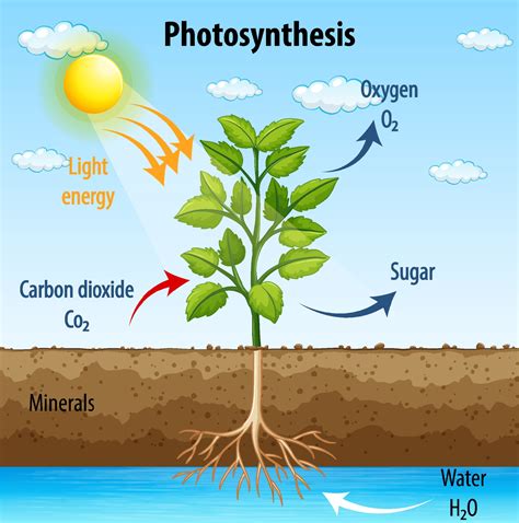 Diagram Showing Process Of Photosynthesis In Plant 1972165 Vector Art