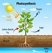 Diagram showing process of photosynthesis in plant 1972165 Vector Art ...