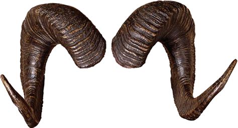 Download Transparent Rams Horns Png Ram Horn Png Pngkit