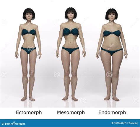 D Render Standing Female Body Type Ie Skinny Type Muscular Type Heavy Weight Stock