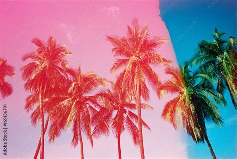 Pink And Blue Palm Trees On Film Stock Photo Adobe Stock