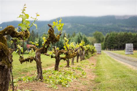 Stronger Together The Umpqua Valley Wine Trail Travel Southern Oregon