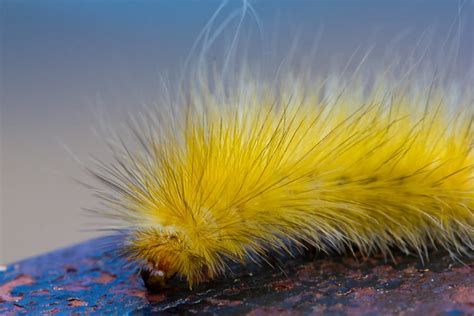 Fuzzy Yellow Caterpillar Flickr Photo Sharing