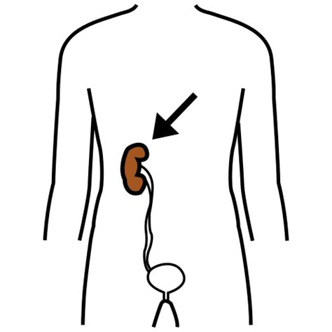 Kidney In Arasaac · Global Symbols