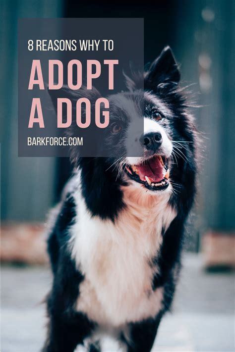 8 Great Reasons Why You Should Adopt A Dog Barkforce Dog Adoption