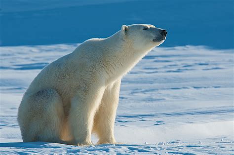 Pollution In Polar Bears Polar Bears International