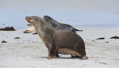 Kangaroo Island Seals Where To See Seals Ki