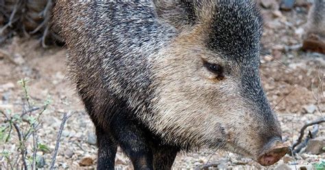 Why No Peccaries