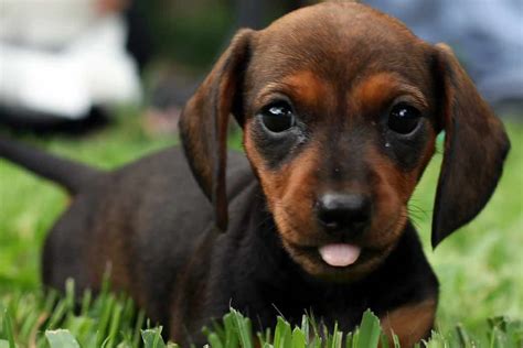 63 Video Of Dachshund Image Bleumoonproductions