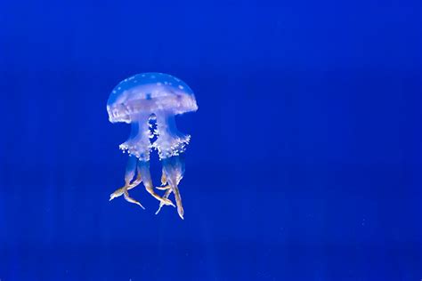 Three Multicolored Jellyfishes · Free Stock Photo