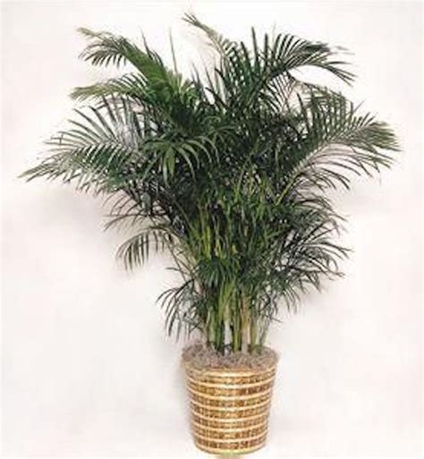 Areca Palm Als Florist Hollywood Fl Plant Delivery
