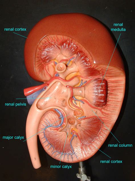Kidney stones are abnormal, hard, chemical deposits that form inside the kidneys. Untitled Document bio.sunyorange.edu