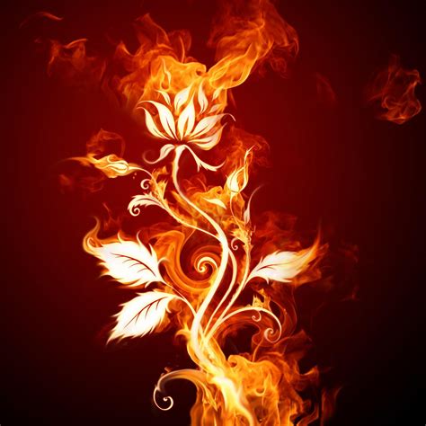 Rose On Fire Wallpapers Wallpaper Cave