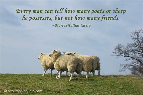 Quotes About Sheep Quotesgram
