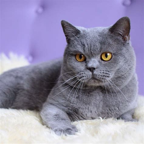 British Shorthair Russian Blue Cat Scatrey