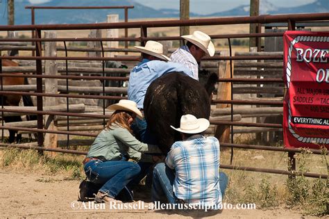 Wild Cow Milking At Wilsall Ranch Rodeo In Montana Allen Russell Photography