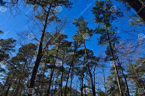 Trees And Sky In Piney Woods East Texas Editorial Photo Image Of