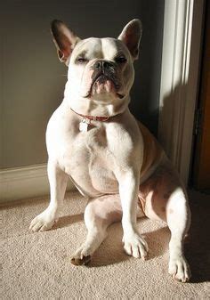 The french bulldog is a small dog related to the bulldog. 15 UNREAL English Bulldog Cross Breeds You've Got To See ...