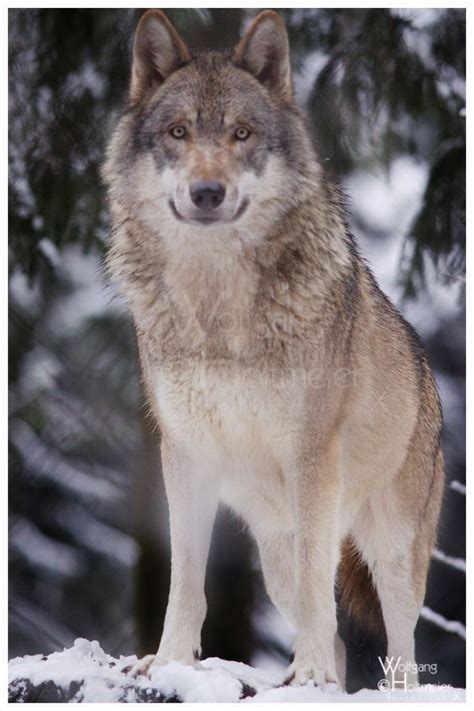 The Mexican Grey Wolf Is The Most Endangered Of The Five Subspecies