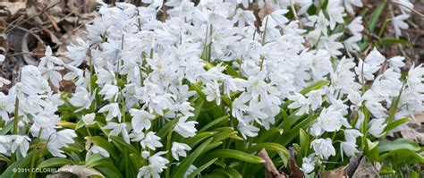 Specialty Bulbs White Squill Shade Tolerant For Sale Garden On