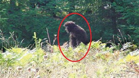 Terrifying Bigfoot Encounters Caught On Camera The Fortean Slip