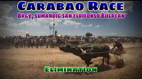 Ep665 Carabao Race Brgy Sumandig San Eldifonso Bulacan Youtube