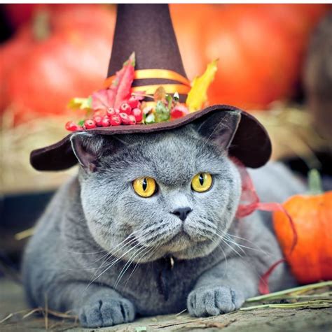 Pin By Dutchy Libre On Cats Cat Halloween Costume Cute Cat Costumes