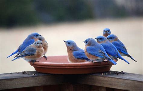 40 Beautiful Pictures Of Blue Birds Tail And Fur