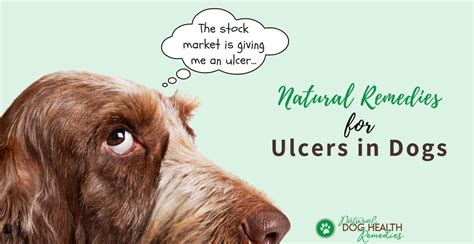 Stomach Ulcers In Dogs Symptoms Causes And Natural Remedies