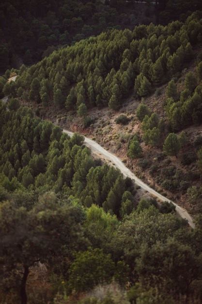Free Photo High View Of A Forest Road Between Natural Landscape