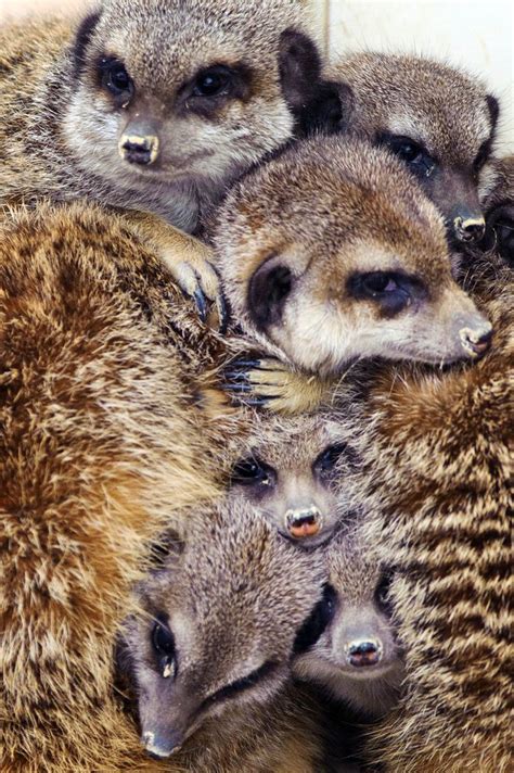 Meerkats Huddle Together Animals Images Cute Animals Namib Desert