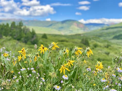 Wildflowers Are Blooming In Crested Butte Rcolorado