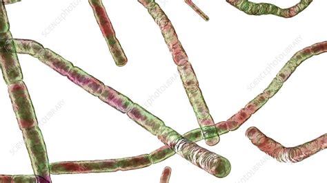 Nocardia Bacteria Illustration Stock Image F0343232 Science