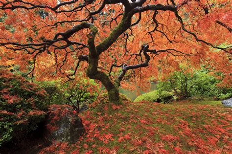 Wallpaper Autumn Tree Garden Portland Japanese Maple 2000x1333