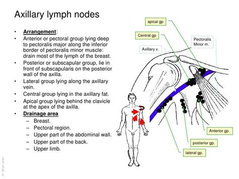 Breast Lymph Nodes Pain