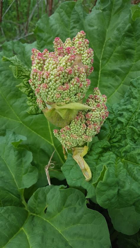 Rhubarb Flower Smithsonian Photo Contest Smithsonian Magazine