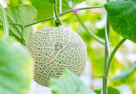 在温室农场种植的新鲜甜瓜或香瓜高清图片下载 正版图片505588112 摄图网
