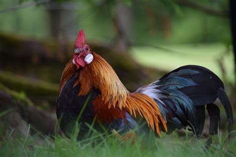 Italiener haben bereiche wie kunst und musik, wissenschaft, technologie, mode, kino, küche, sport, rechtswissenschaft, bankwesen und. Zwerg-Italiener Foto & Bild | tiere, haustiere, nutztiere ...
