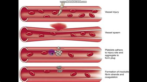 5 A Hemostasis Youtube