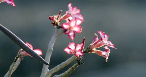 Africa Flowers Guide Flowers In Kruger National Park