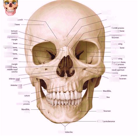 Frontal Skull Diagram Quizlet