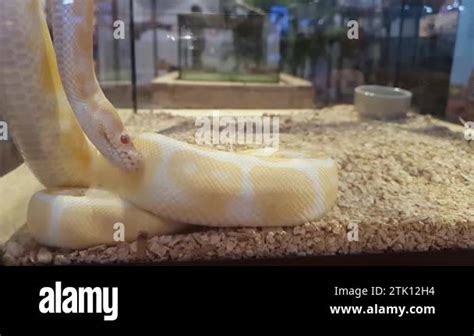 Footage Of An Albino Ball Python Snake In Slow Moving Motion Yellow