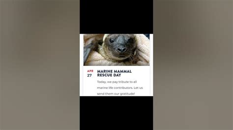 Marine Mammal Rescue Day 27 April Youtube