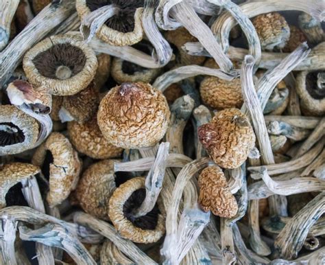Oregon Magic Mushrooms New Guidelines Provide Insight Into
