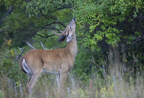 A White Tailed Deer Buck In The Early Morning Light With Velvet Antlers