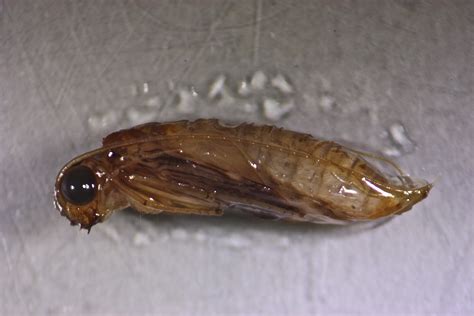 Aquatic Insects Of Central Virginia The Pupae Of Diptera True Flies